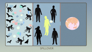 You asked about bats, pets, immunity and other hot viral topics! We’ve got answers
